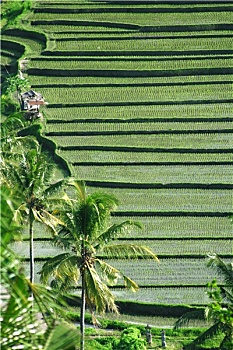 bạch thủ đề hôm nay