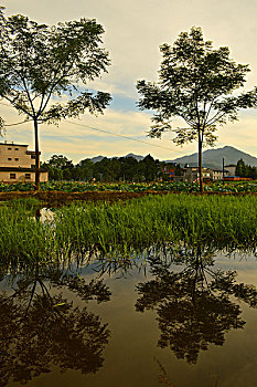 cầu bạch thủ