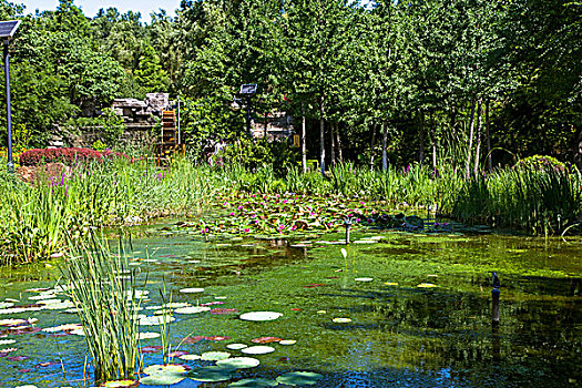 dự đoán wap