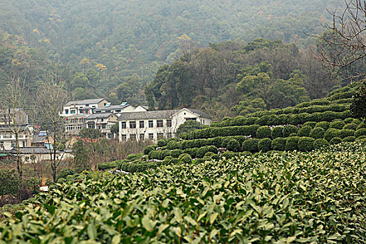 lo bach thu khung 2 ngay