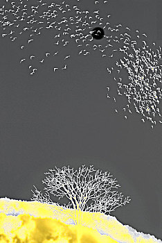 các dàn đề