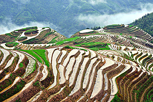 3 càng miền bắc
