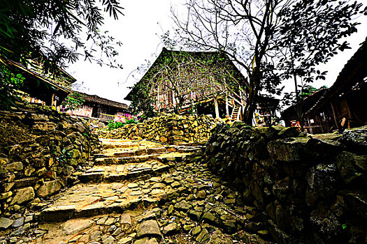 bach thu lo kep mien bac