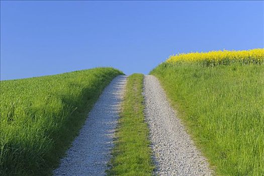 cầu lô bạch thủ miễn phí
