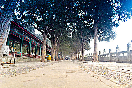 bạch thu lo mb
