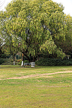 soi câu rong bach kim