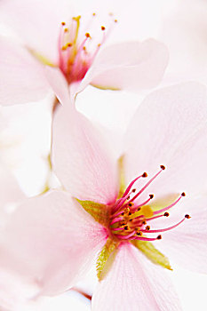 miền bắc thứ ba